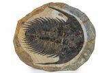 Acadoparadoxides Trilobite With Dark Shell - No Restoration #359409-1
